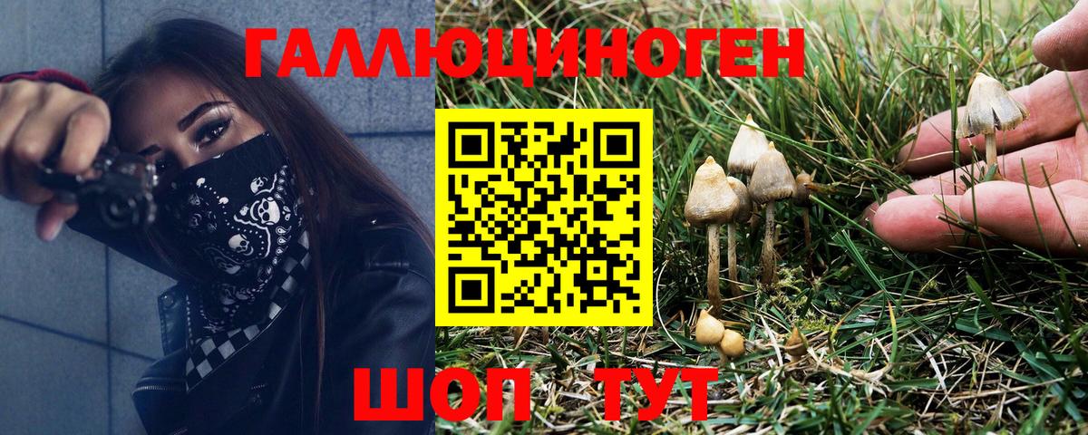 Галлюциногенные грибы Psilocybe  Псилоцибиновые грибы прущие грибы  как найти   Вход с VPN  Углич 